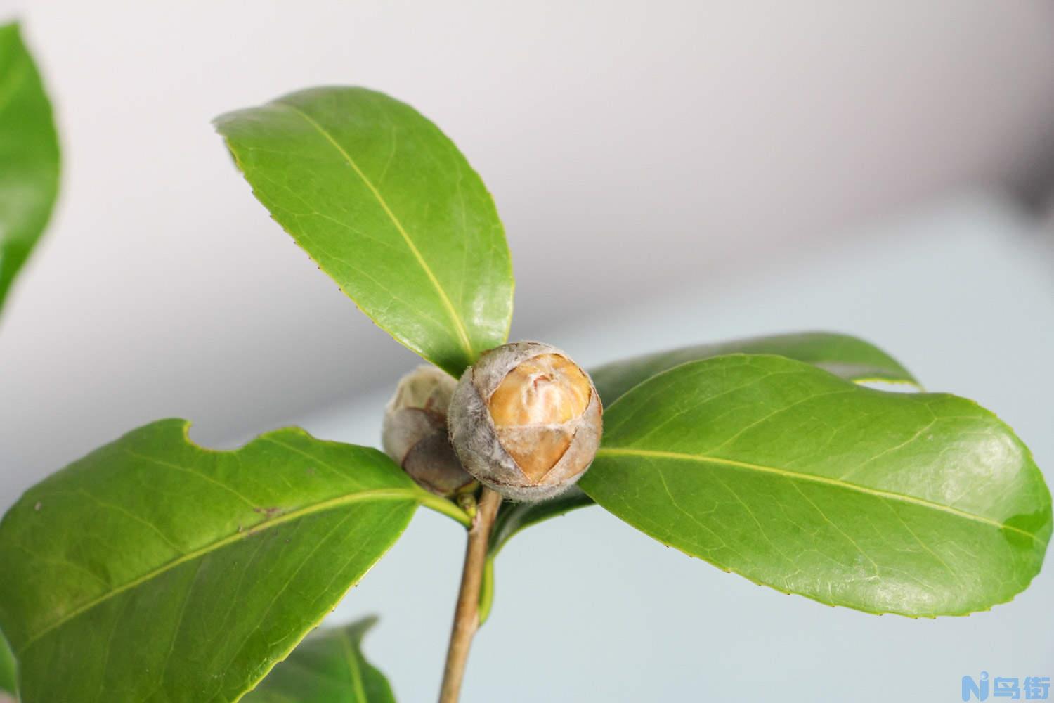 如何使山茶花在元旦开花？