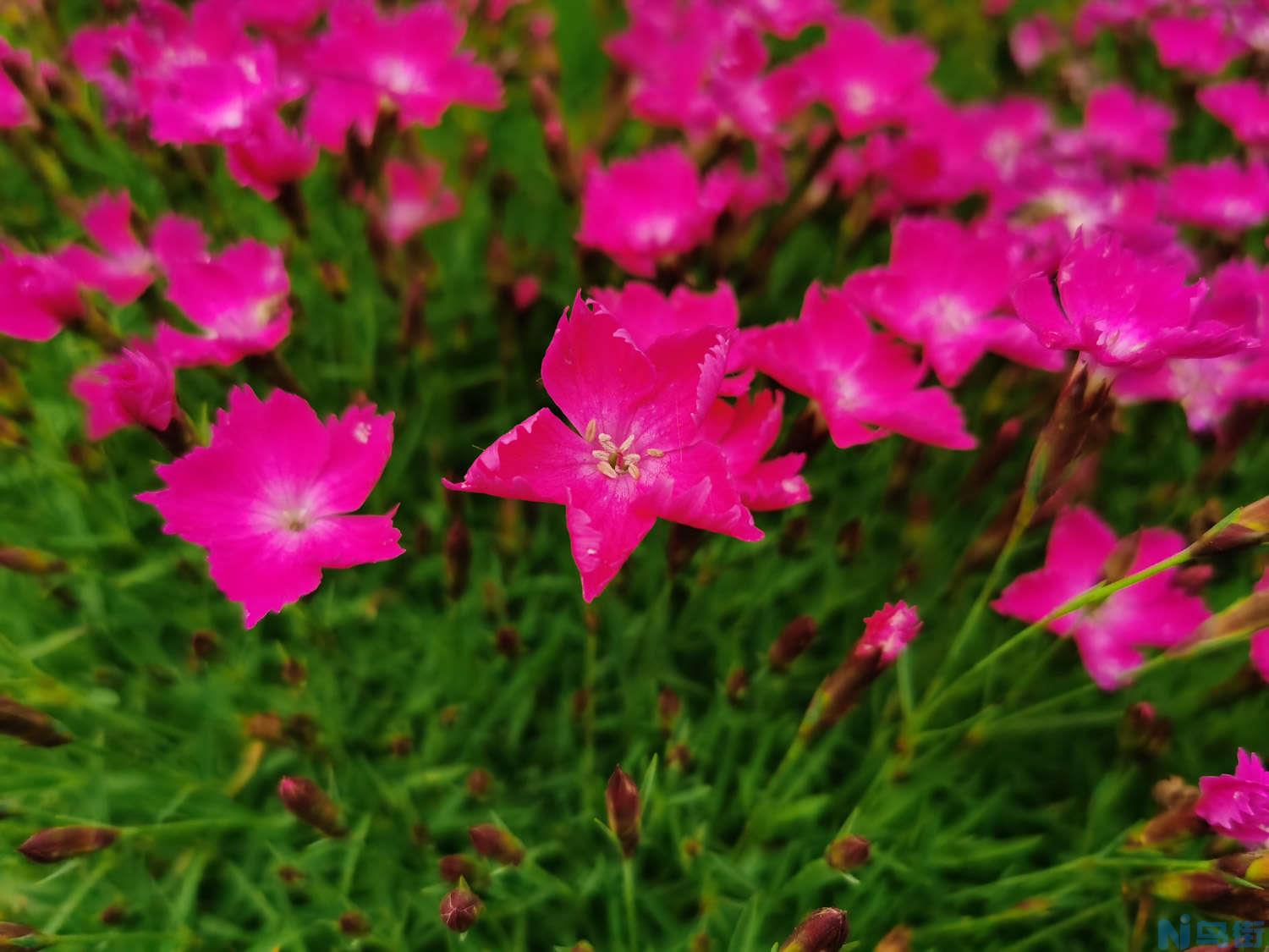 如何使石竹多开花？