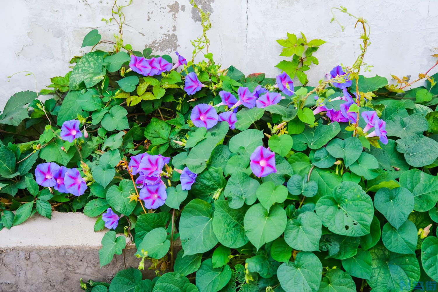 牵牛花的习性