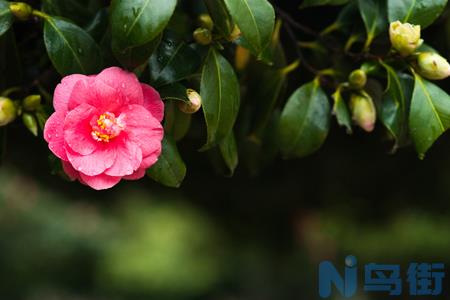 茶花和夹竹桃的区别