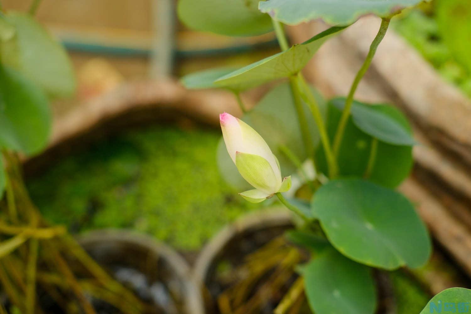 荷花怎么浇水？