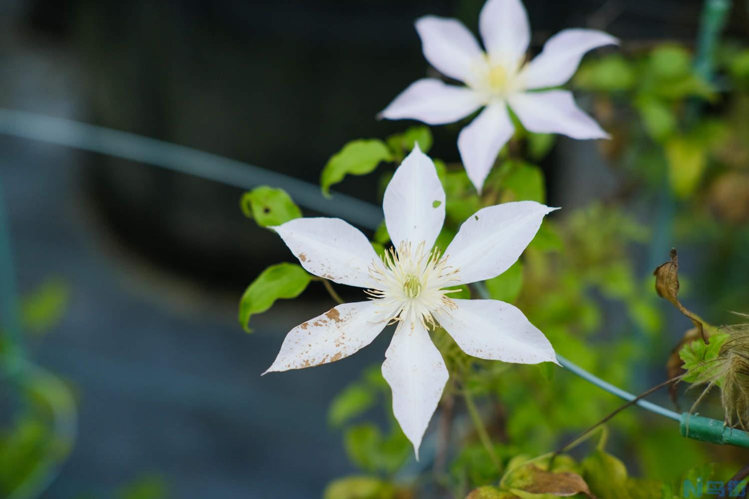 铁线莲不开花怎么办？