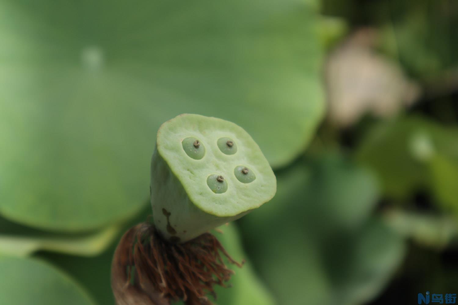 荷花怎么养？