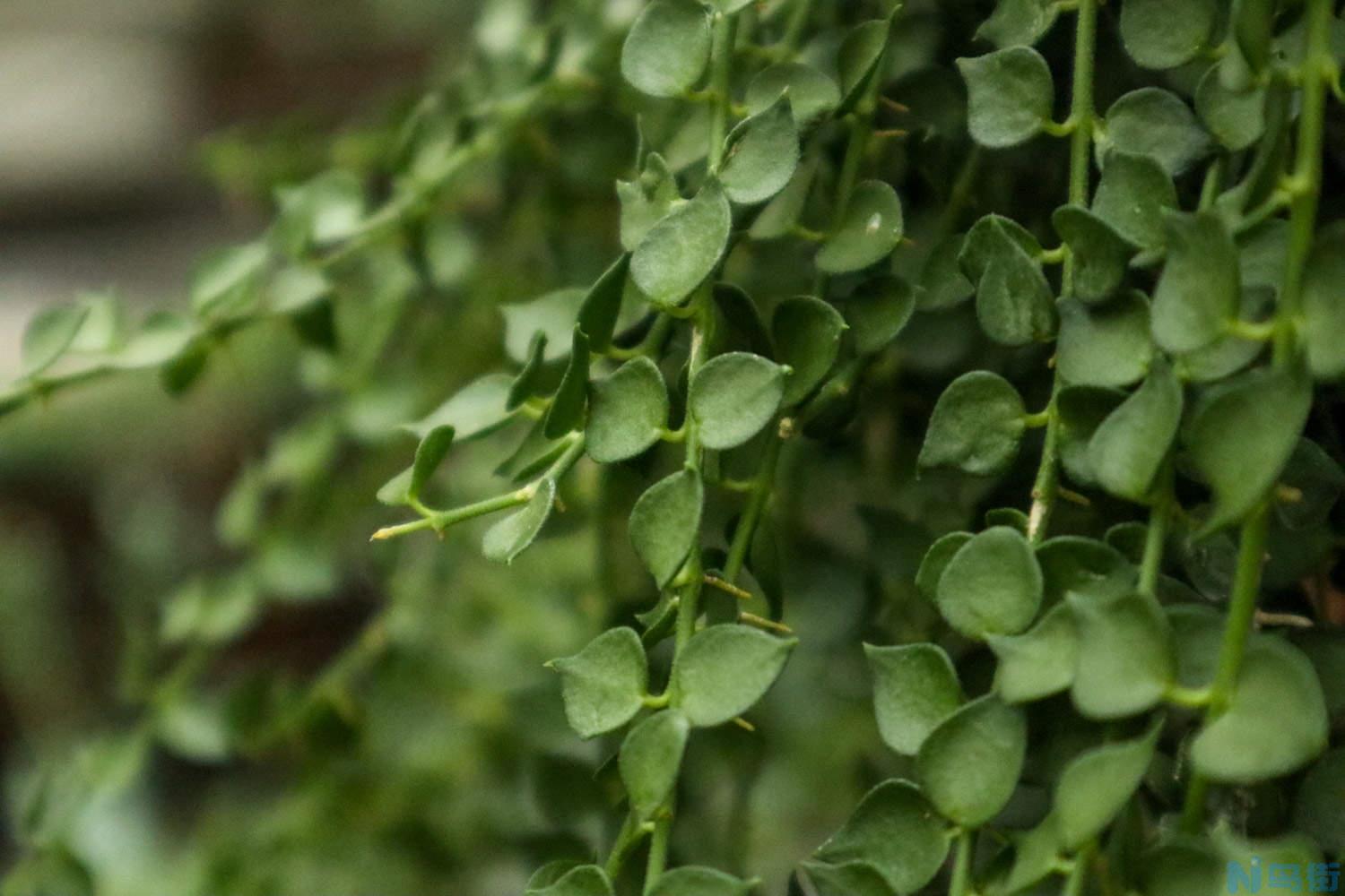 多肉植物百万心怎么养？