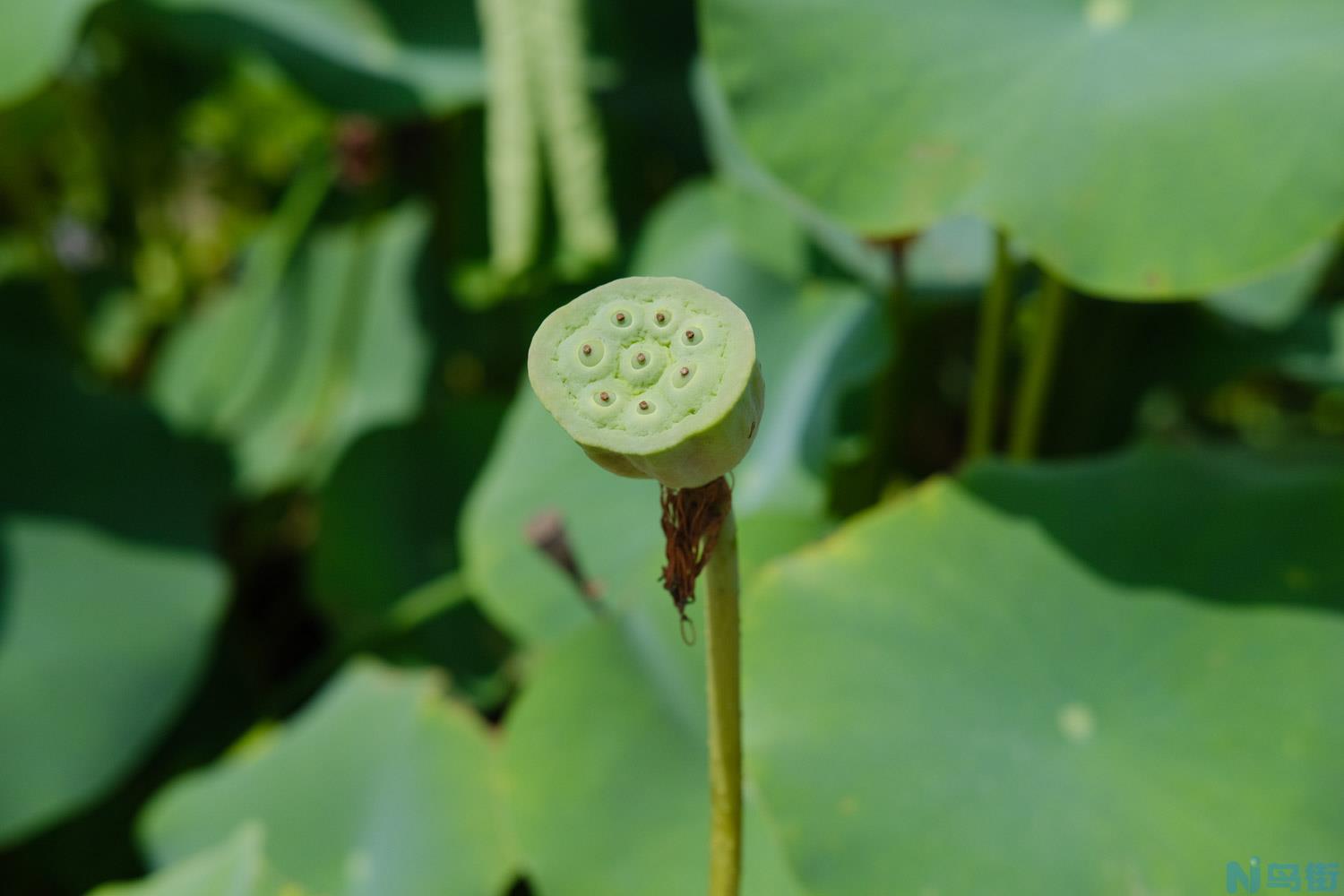 荷花缸里适合养什么鱼？