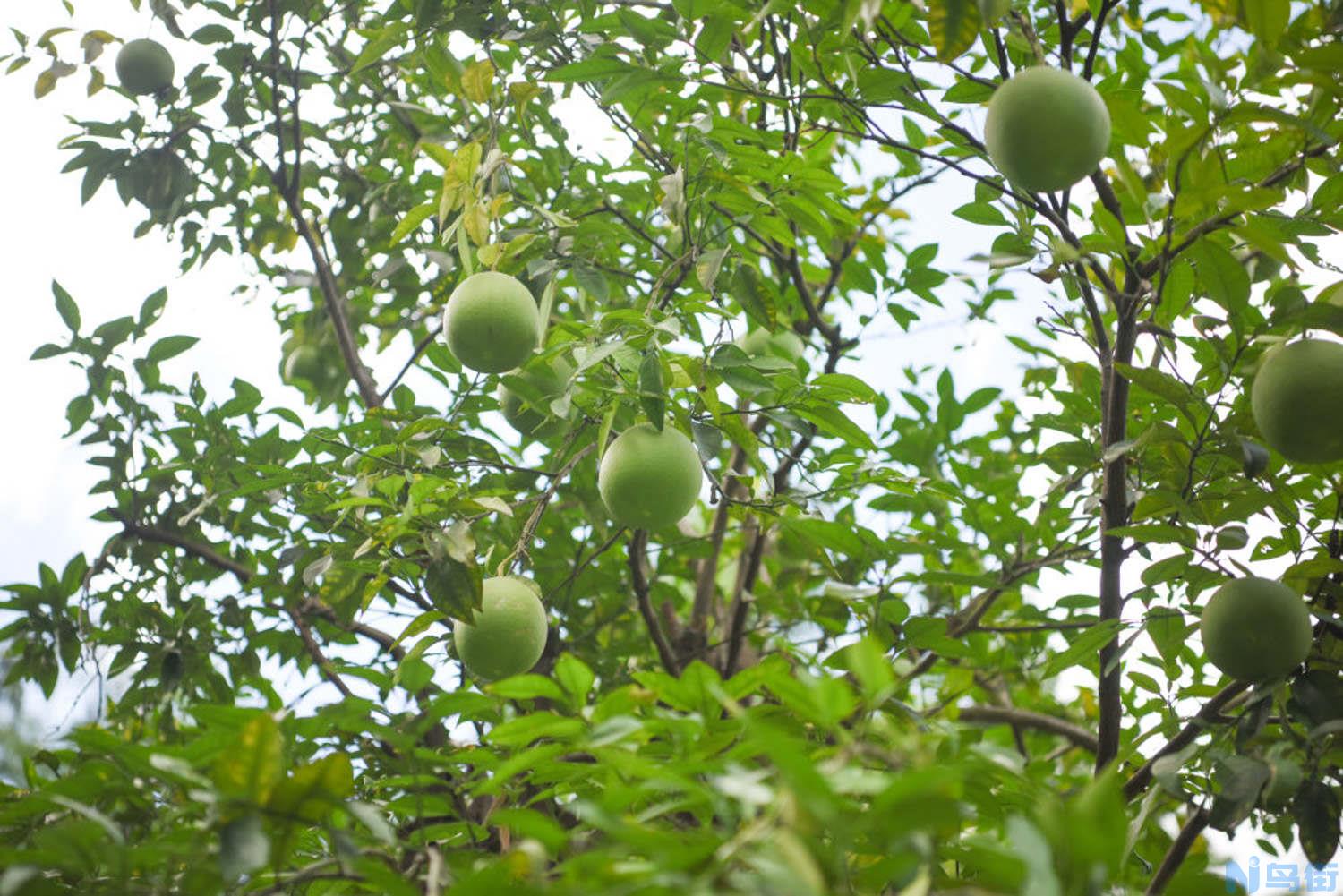 柚子什么季节成熟？