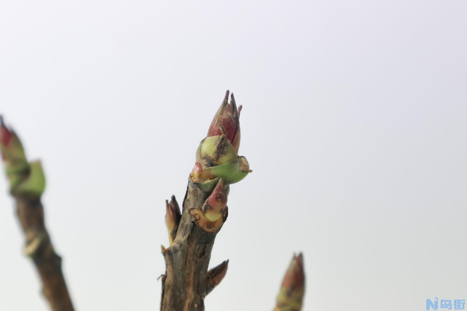 牡丹花在南方种植好吗？