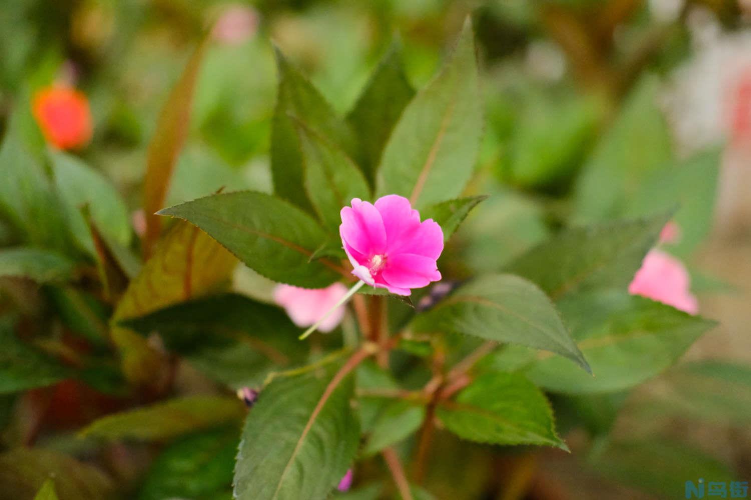 盆栽凤仙花怎么养？