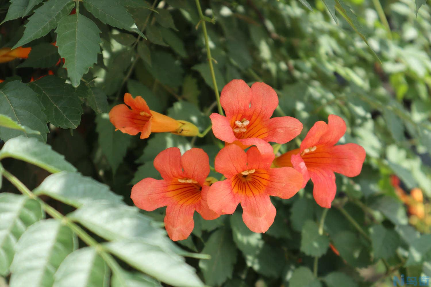 凌霄花的寓意象征，花语