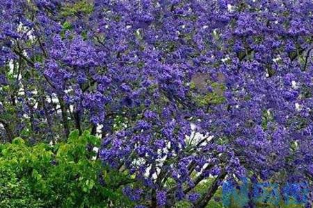 蓝花楹与红花楹区别