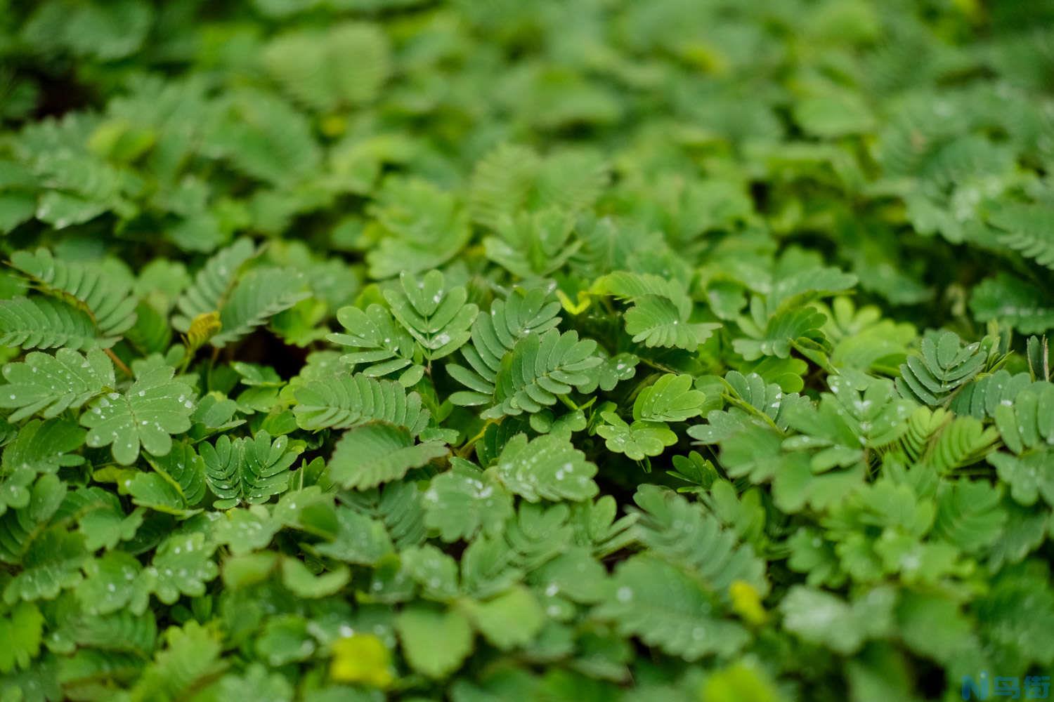 含羞草的特点（植物含羞草），含羞草图片