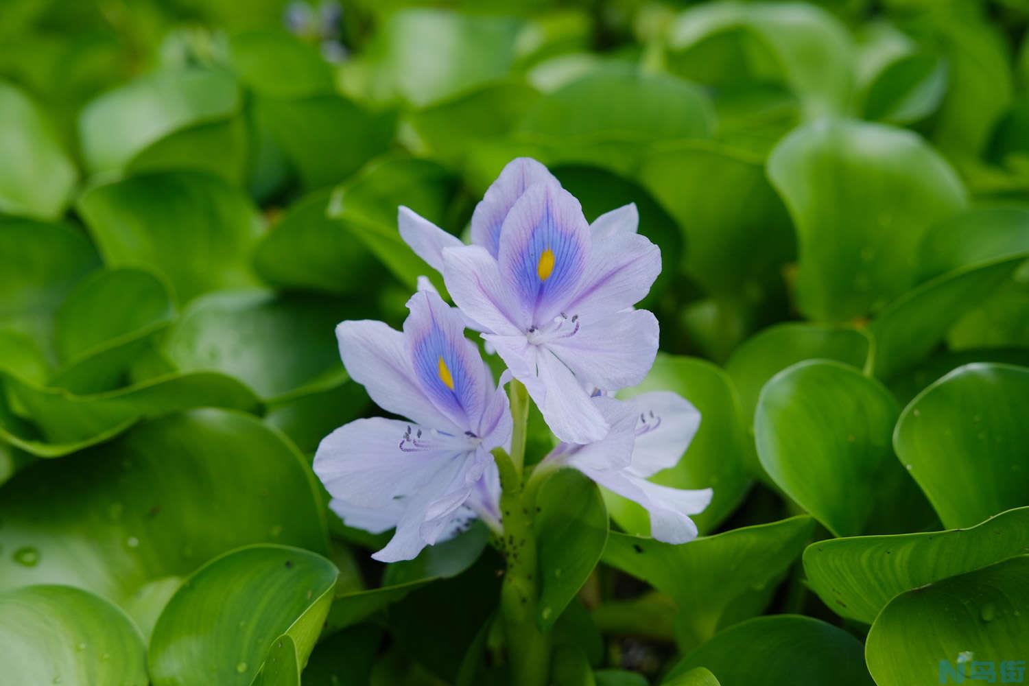 水葫芦怎么养？