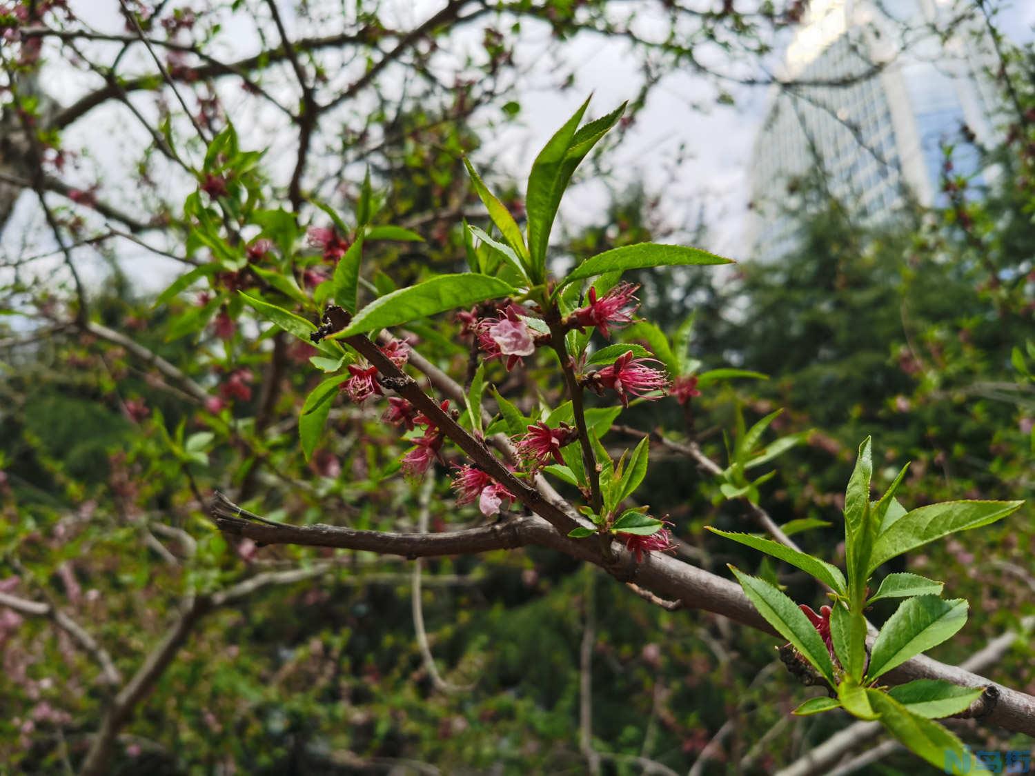 桃花秋天怎么养？