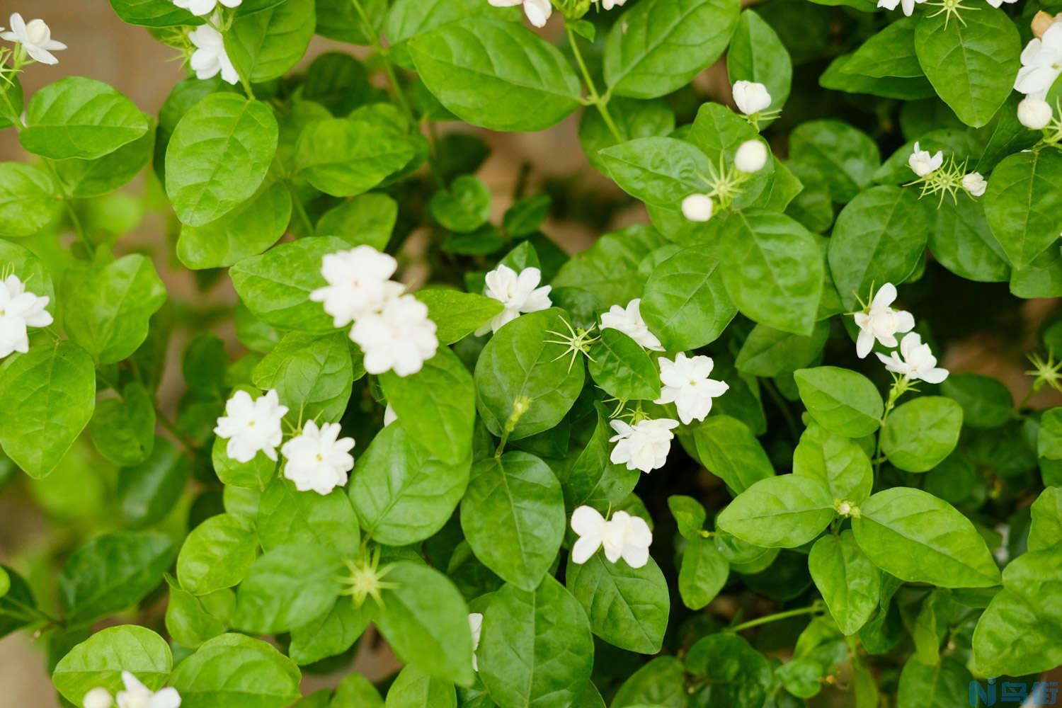 茉莉秋天怎么养？