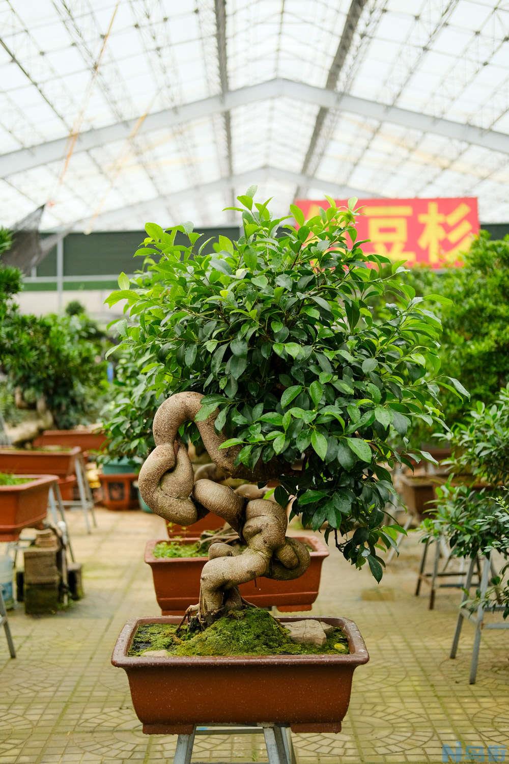 人参榕如何修剪（季节、造型方法）？