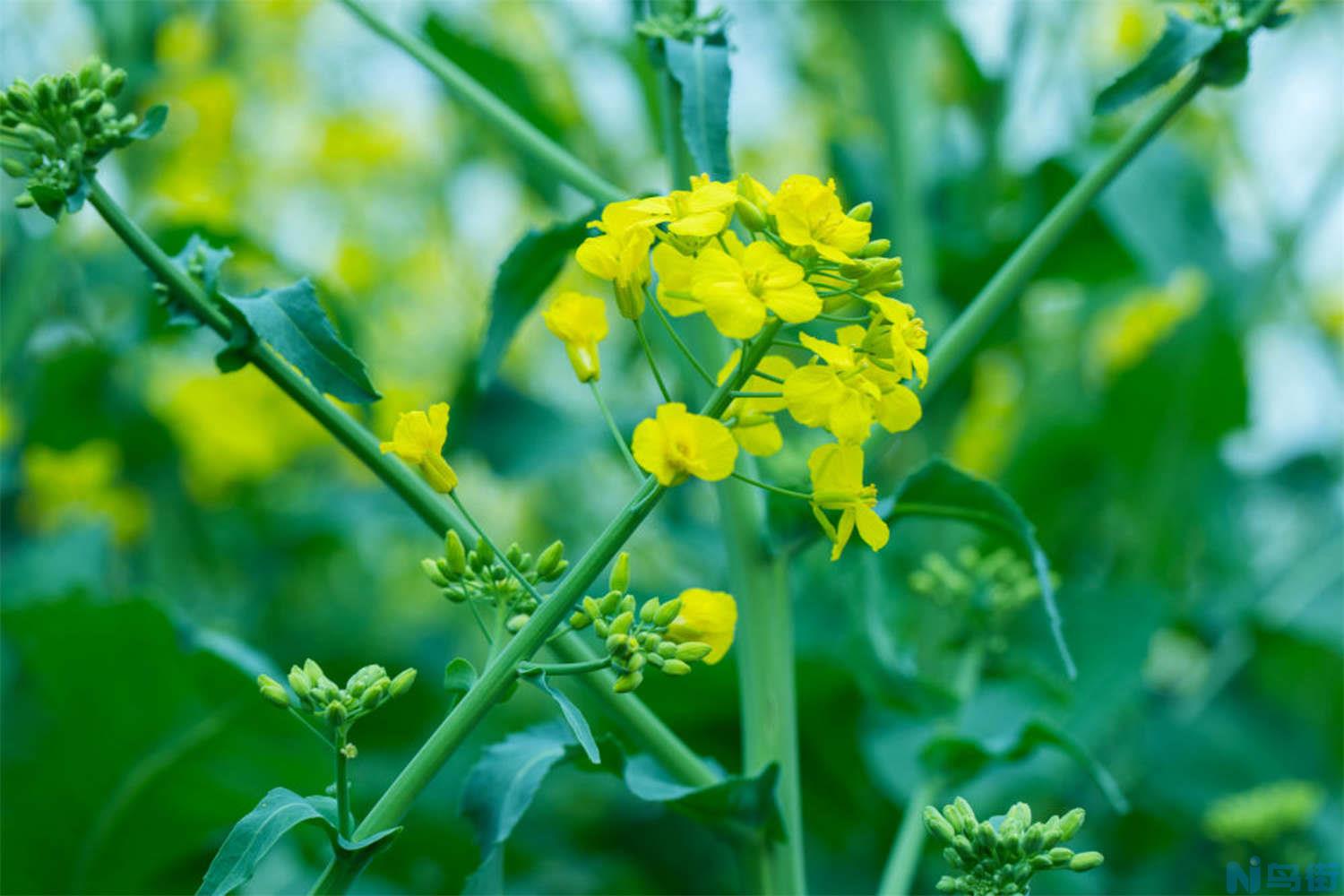 油菜花什么时候种？