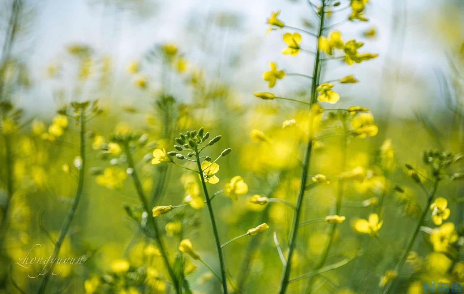 油菜花怎么养长的好？