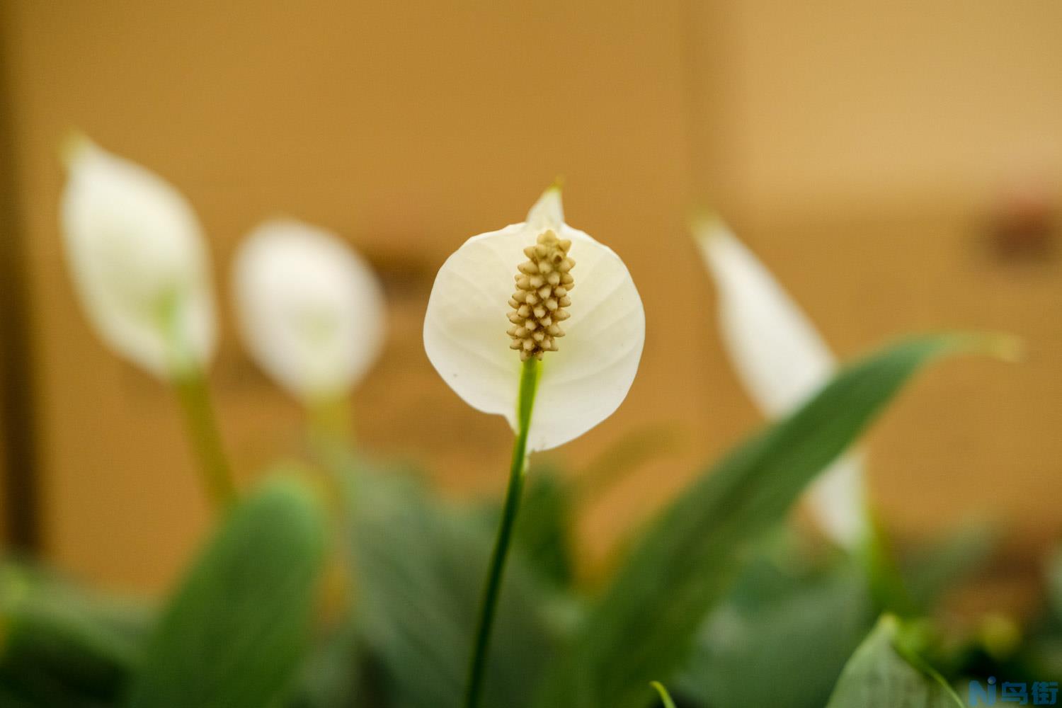 白鹤芋怎么养开花？