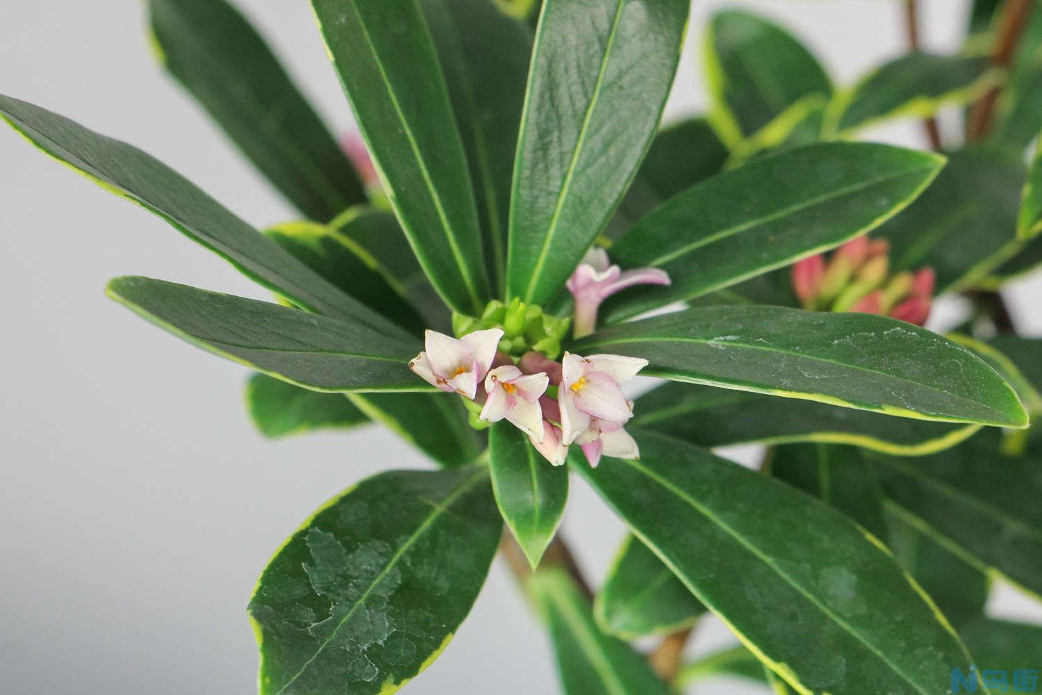 瑞香花怎么繁殖？