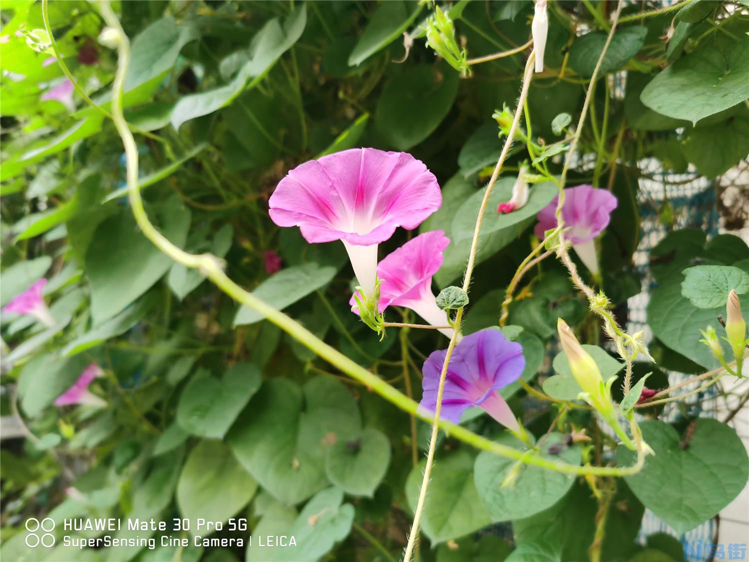 牵牛花种子怎么种？