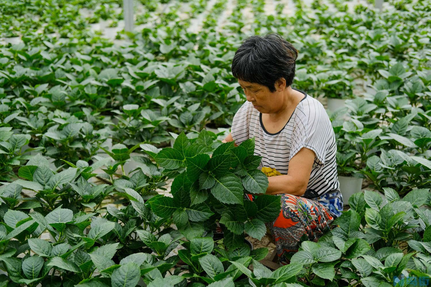 绣球花几月份移栽？