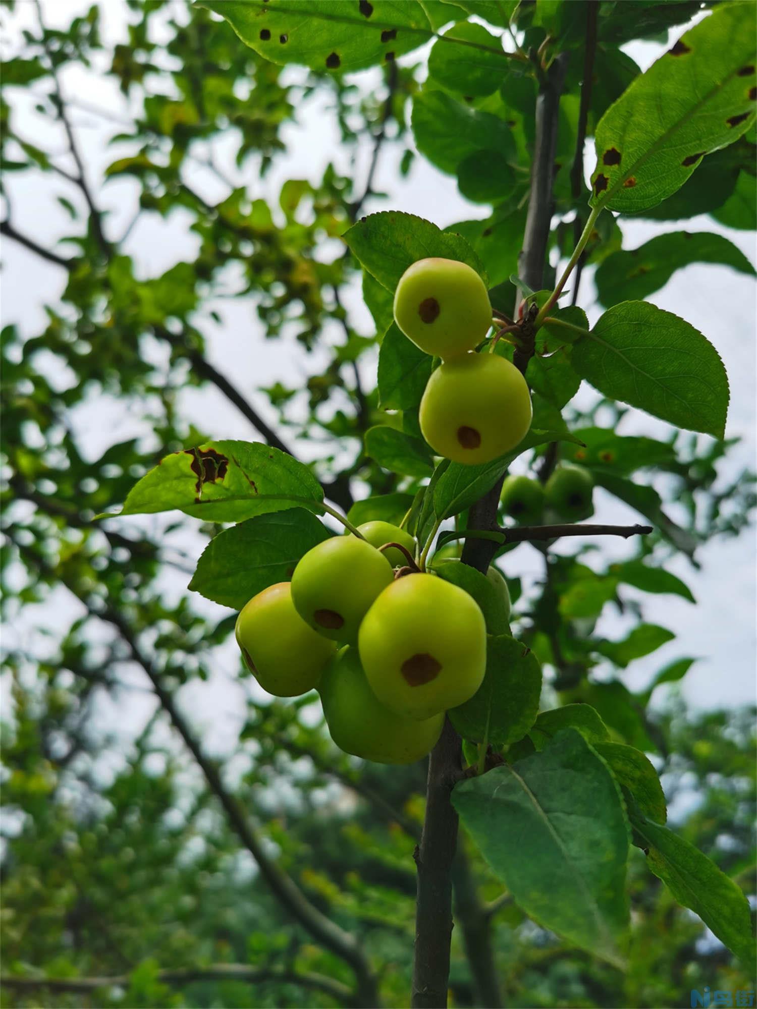 春天移栽海棠怎么浇水？