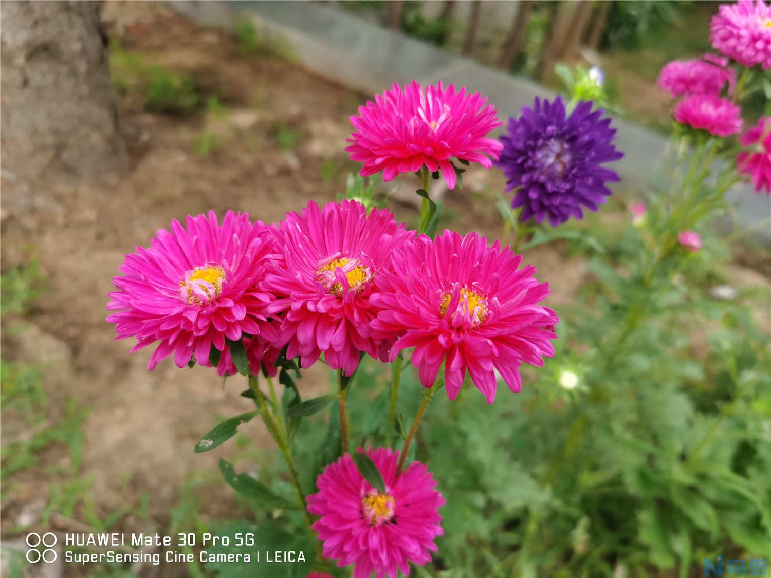 阳台种植翠菊的方法