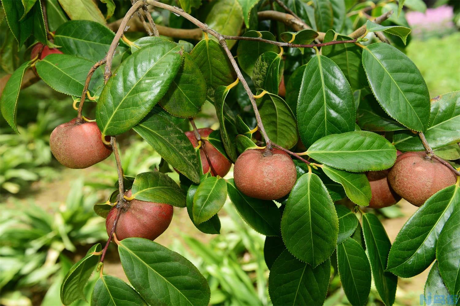 油茶的繁殖方法