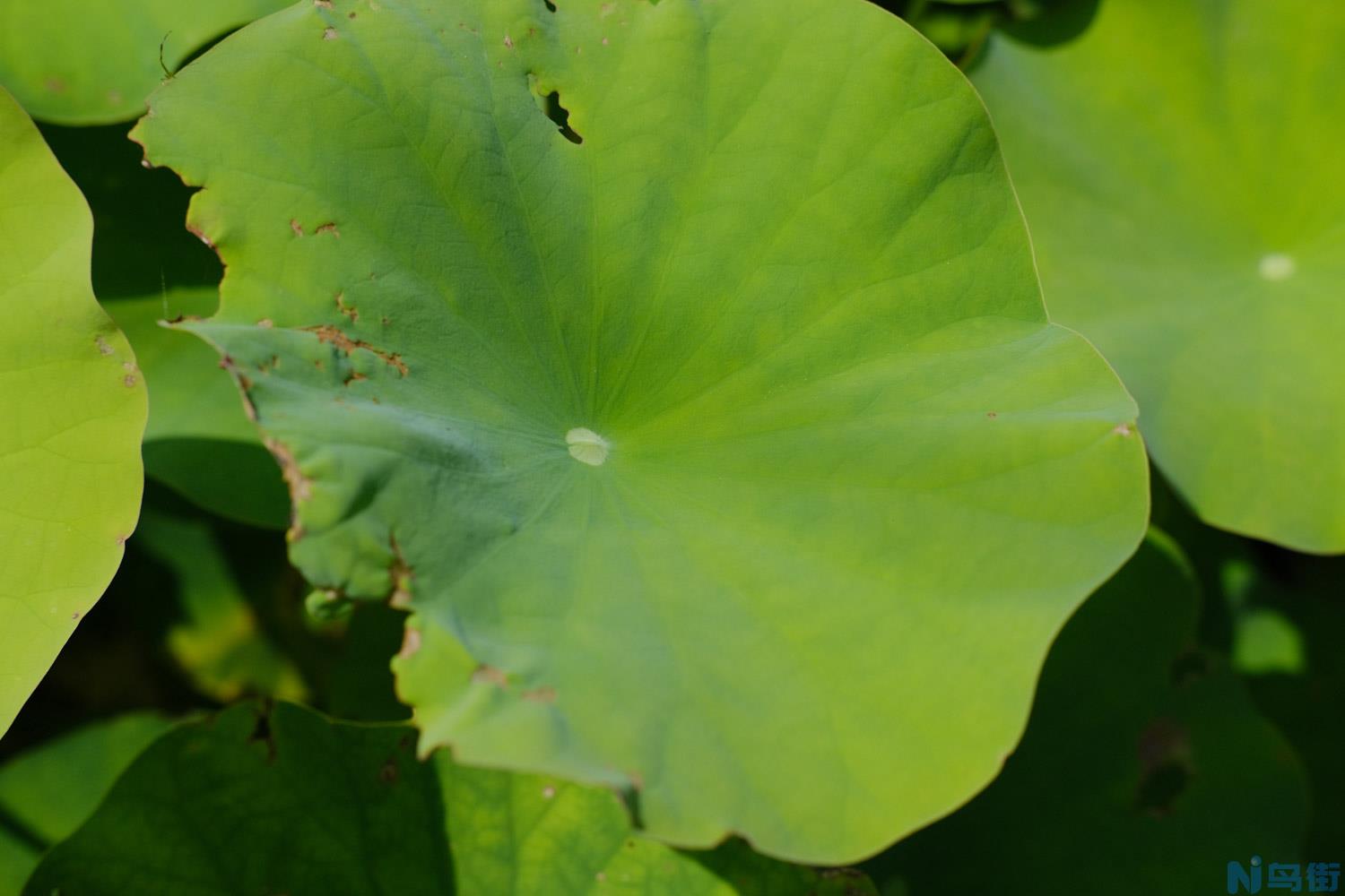 养荷花水放多少合适？