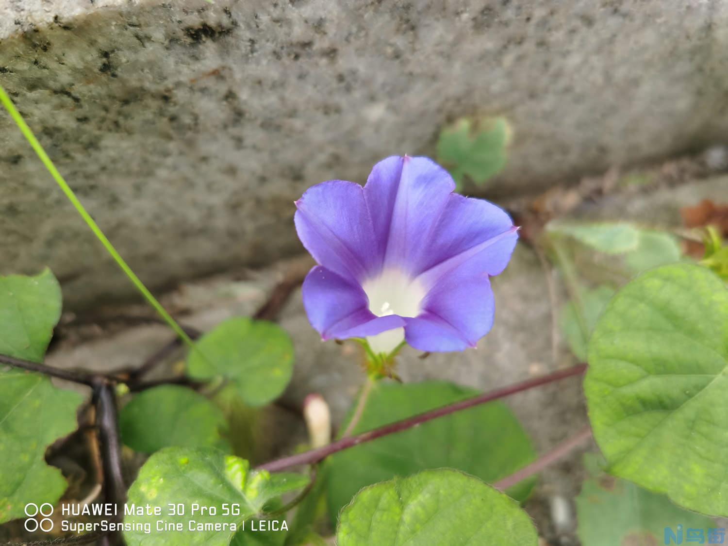 盆栽牵牛花多少天浇次水？