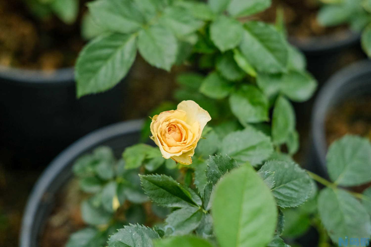 月季花嫁接用啥砧木（嫁接步骤图）