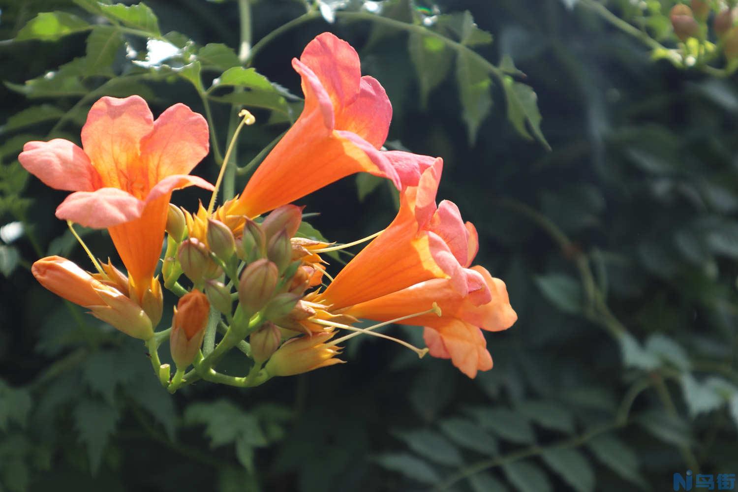 俄罗斯凌霄花种植时间