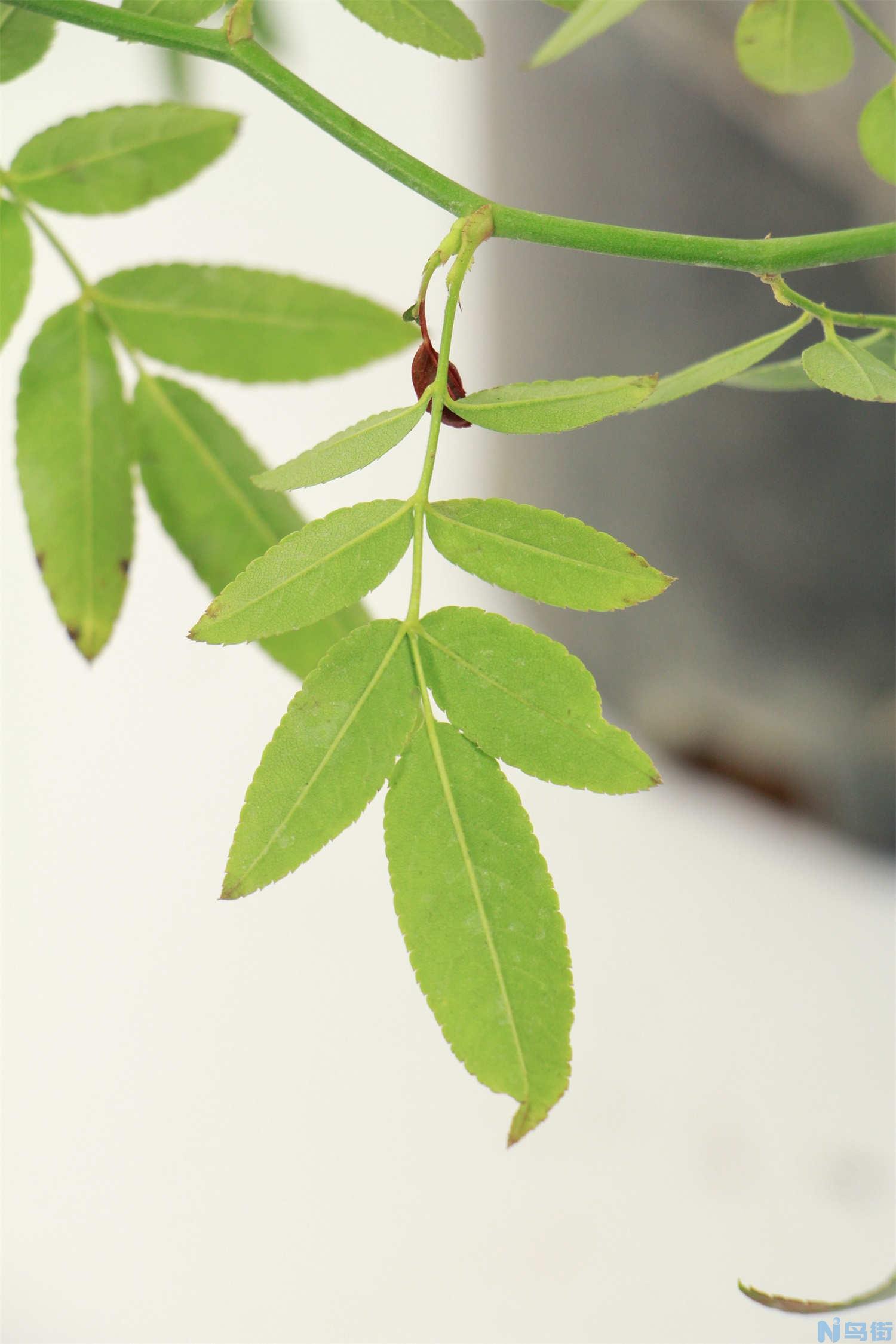 甜蜜红木香的种植方法