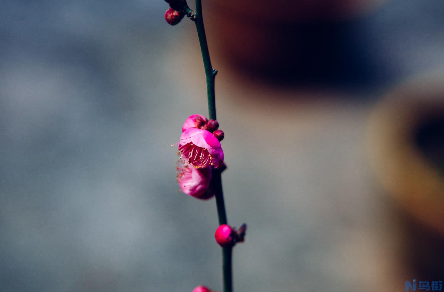 梅花的繁殖植方法