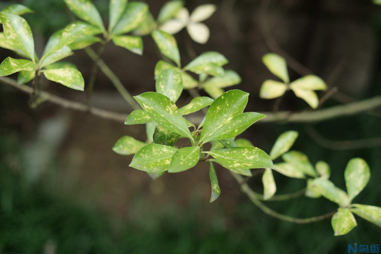 冬青的花语是什么？