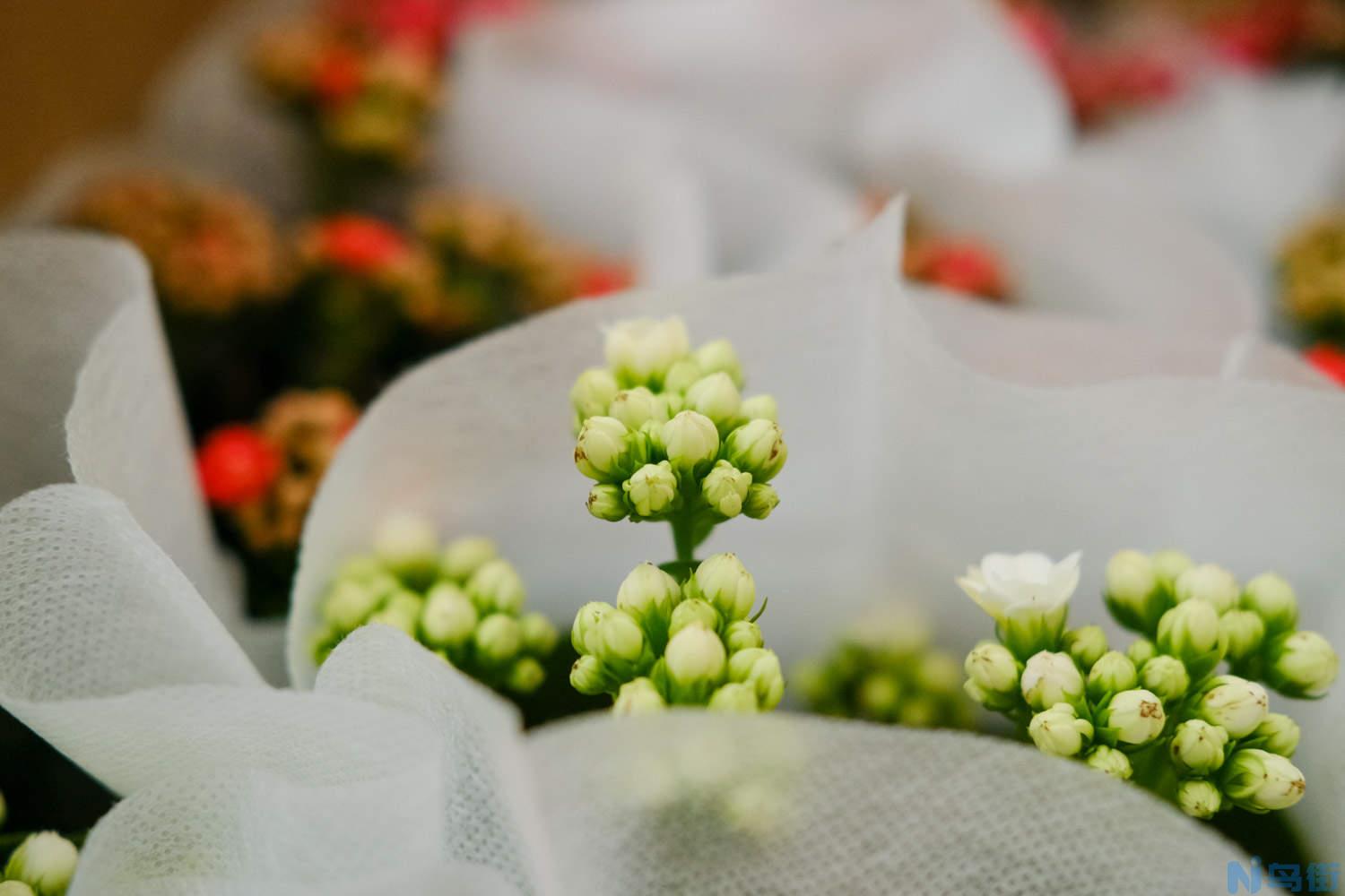 长寿浇点青菜水，10天黄花变橙花，竟然越开越精致！