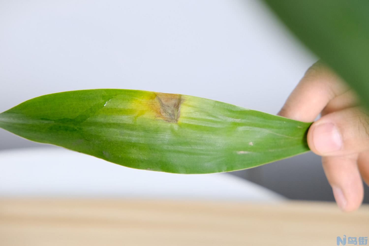 富贵竹侧芽移植方法