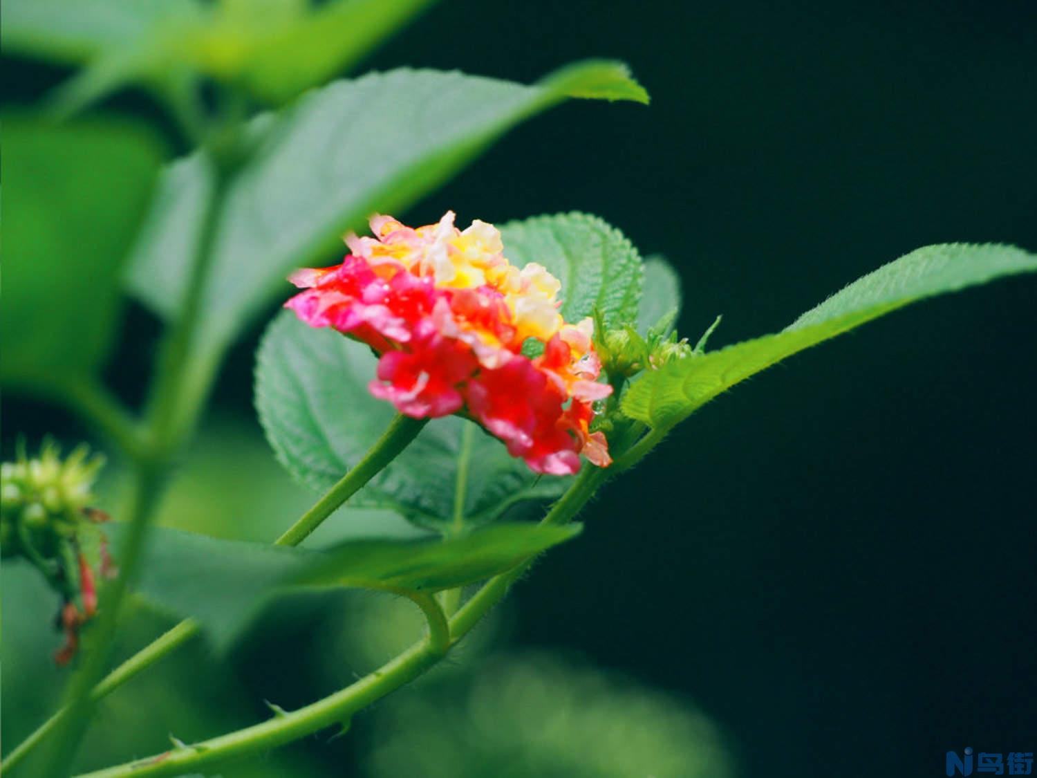 五色梅的花语是什么？