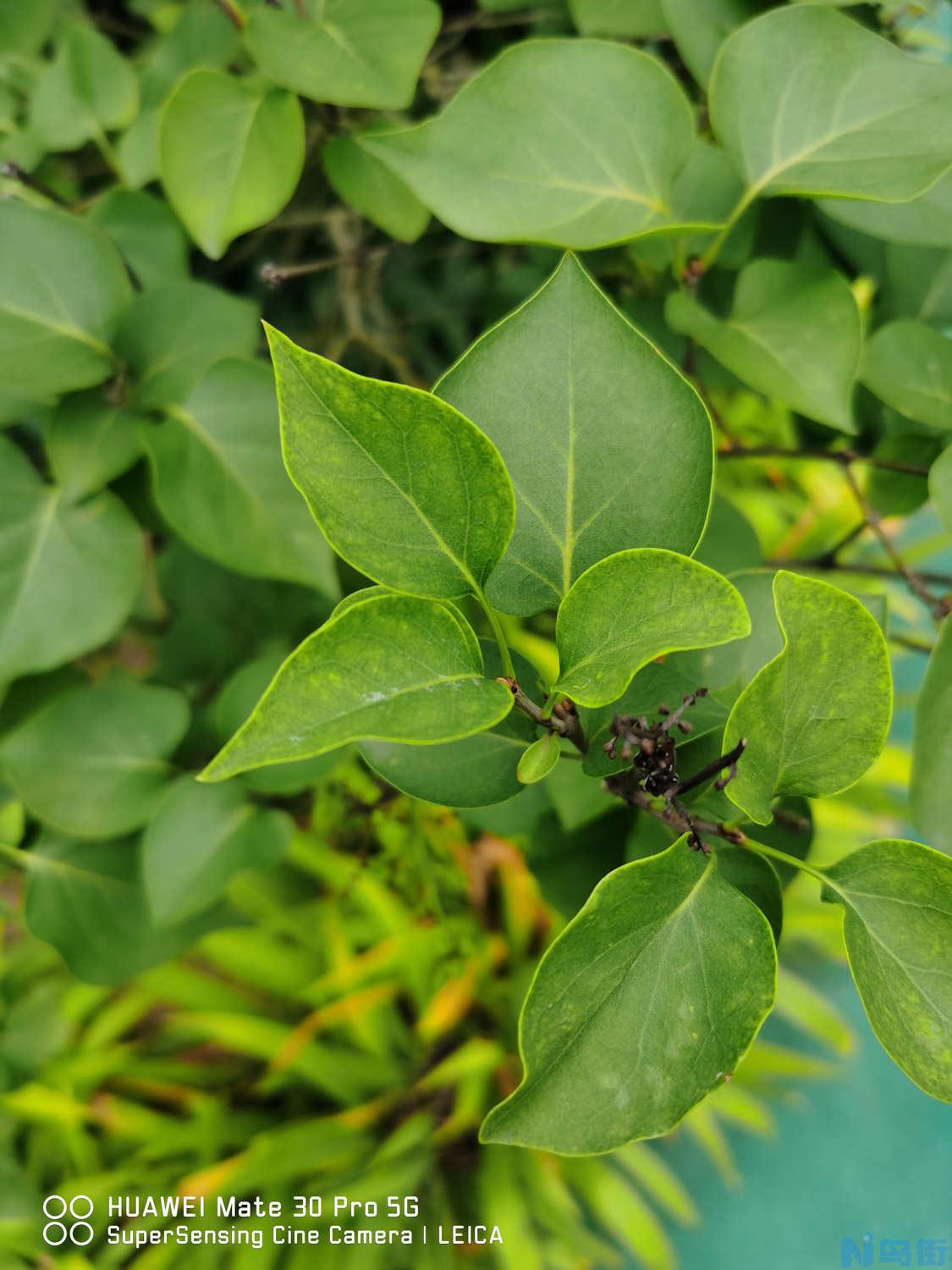 丁香的花语和传说是什么？