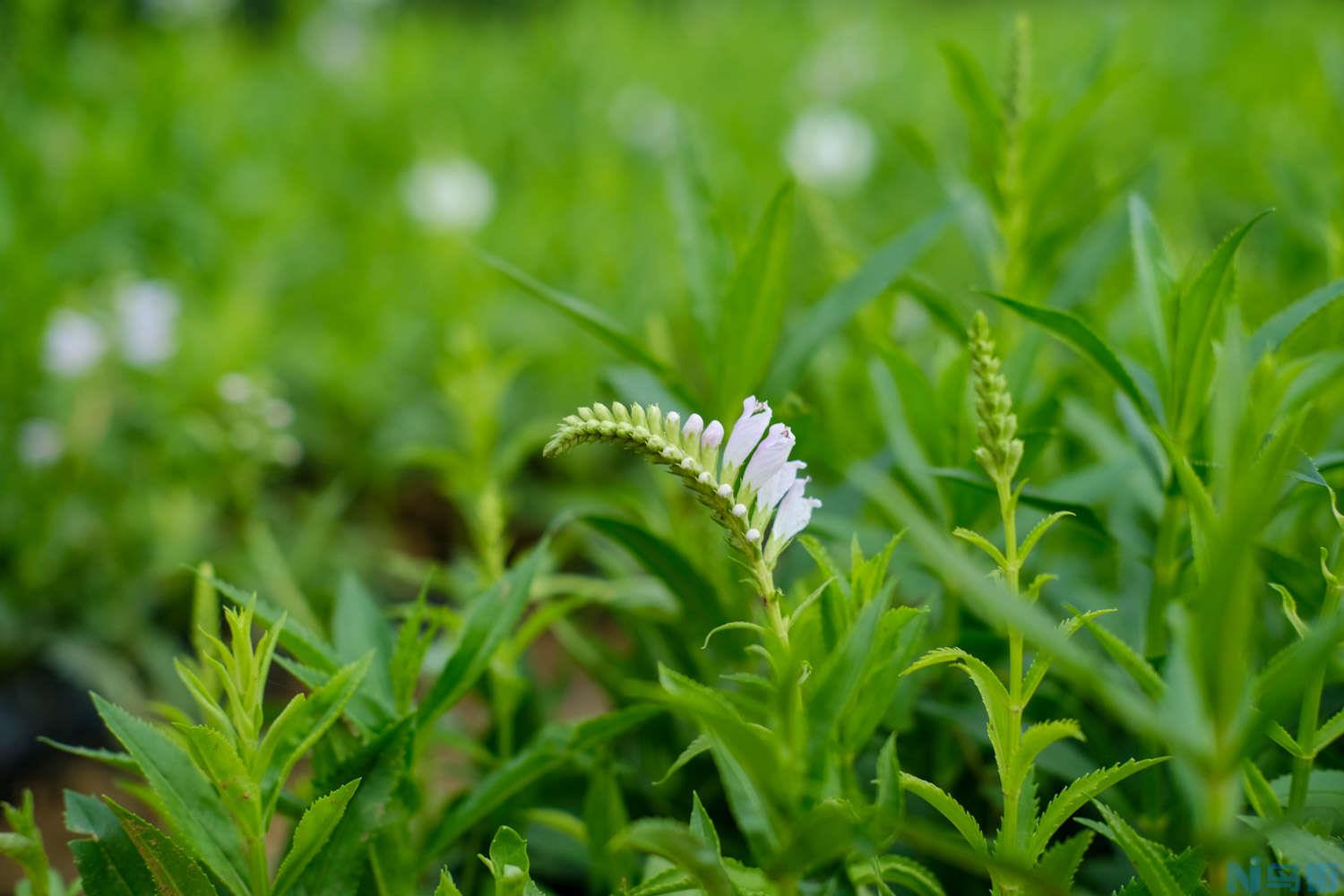 随意草什么时候开花？