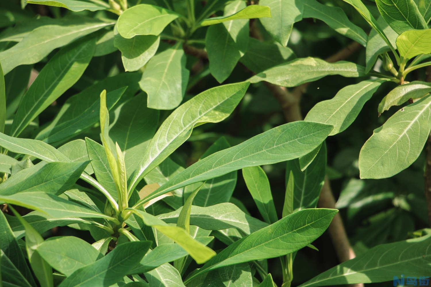 结香花的花语是什么？