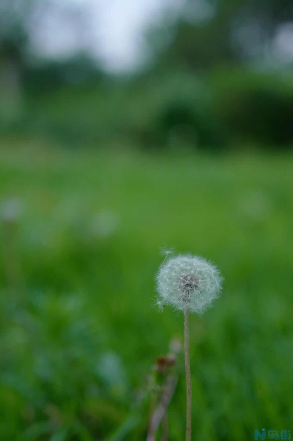 蒲公英茶和什么一起喝？