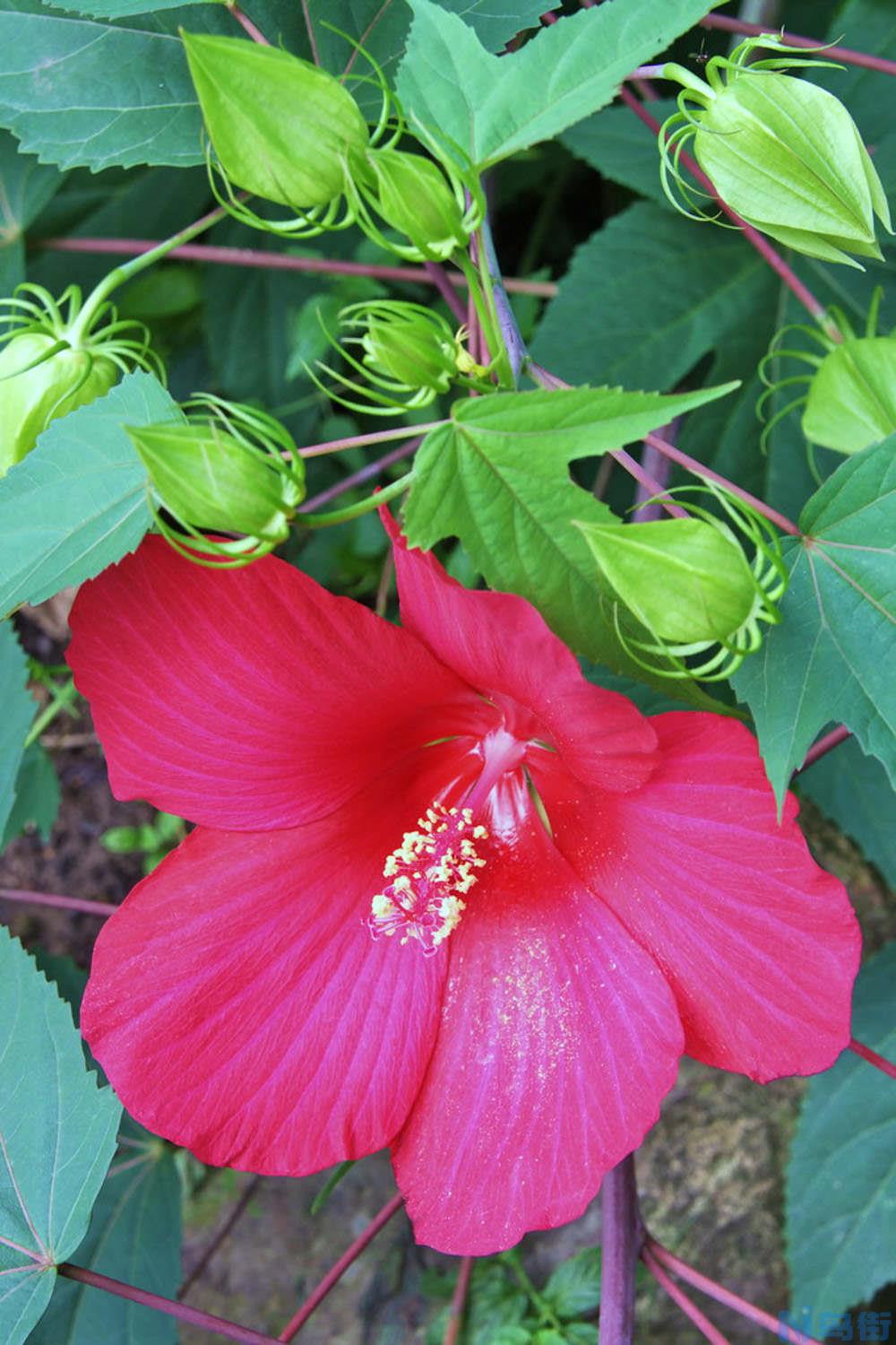 木芙蓉花什么时候开花？