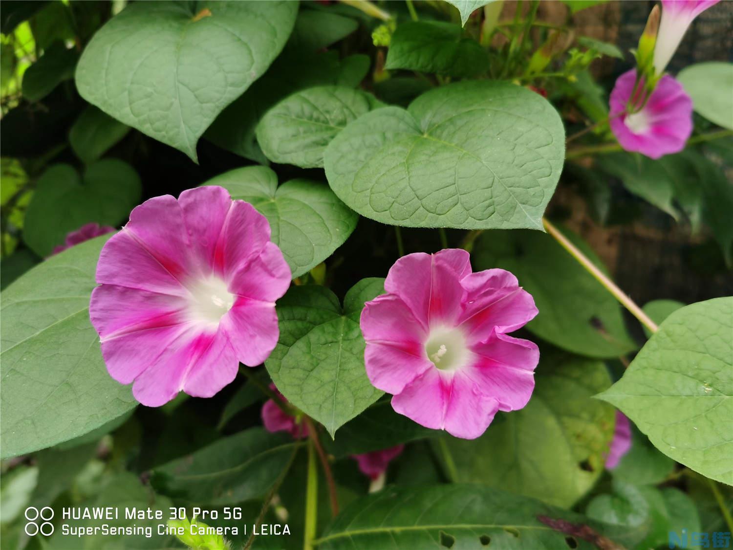 牵牛花为什么叫牵牛花？