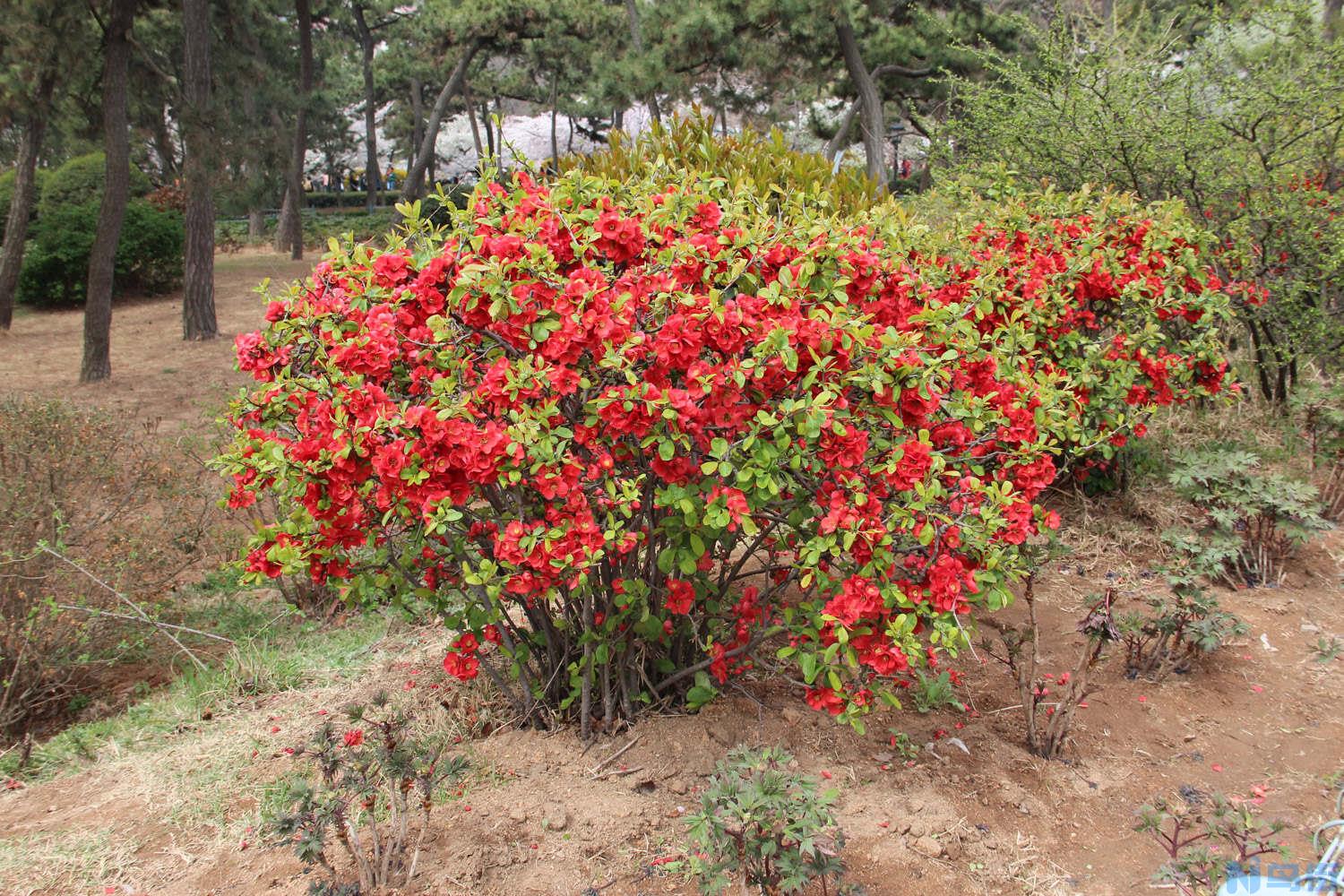 海棠花的花语是什么？