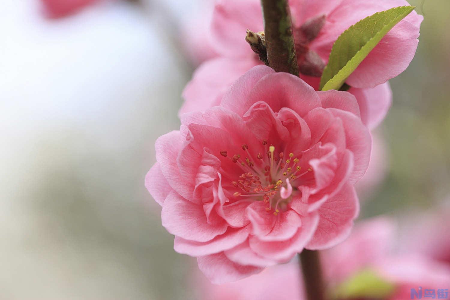 桃花的花语和传说