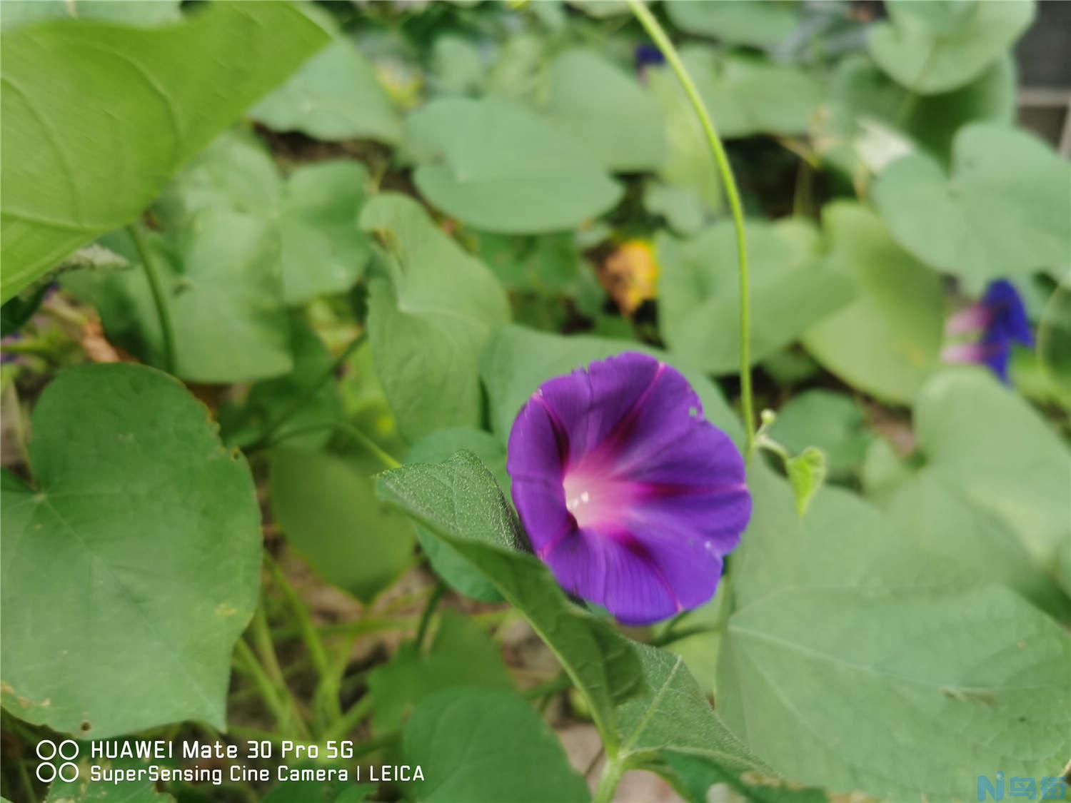 牵牛花是什么颜色？