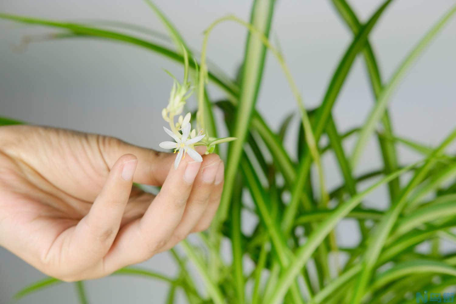 吊兰开花是好预兆吗？