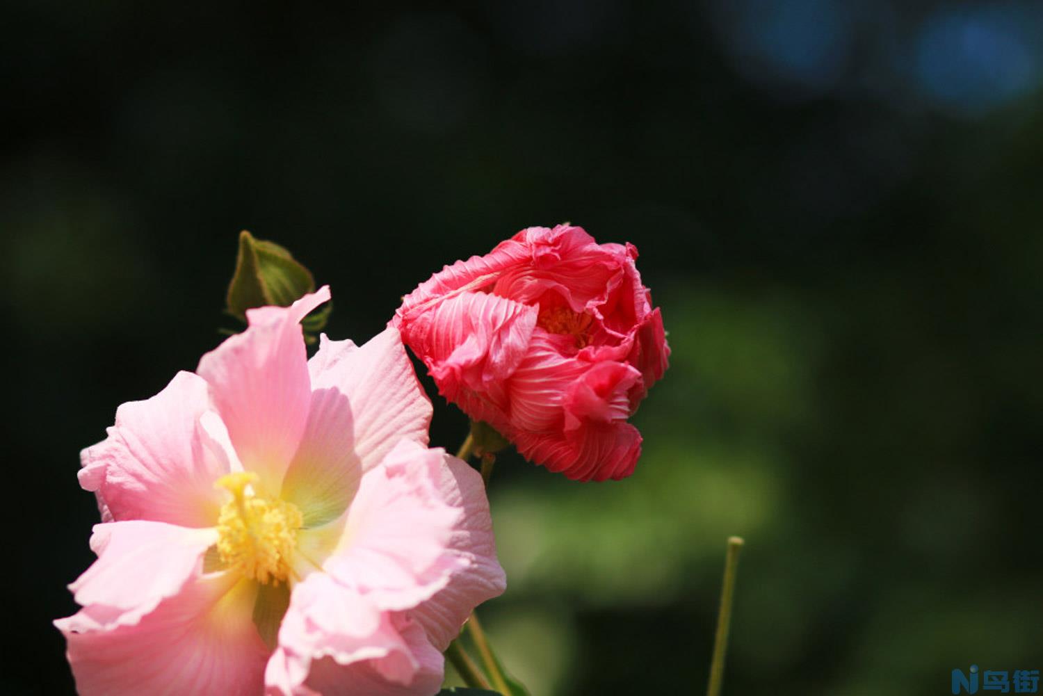 木芙蓉花的花语和传说