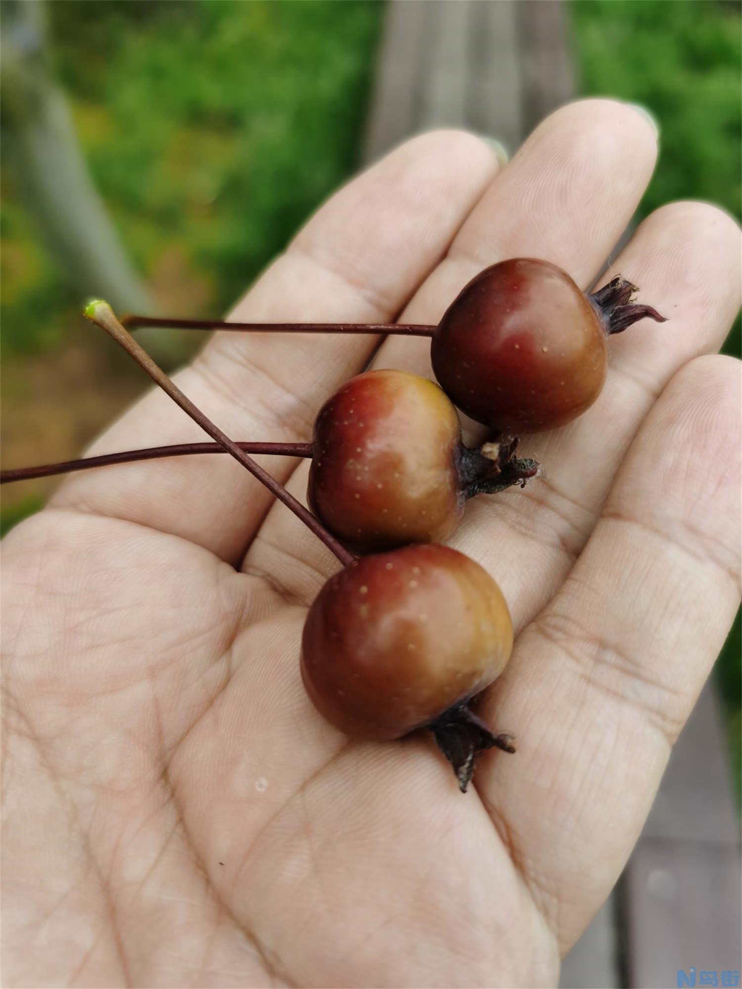 海棠花上有很多小黑虫怎么办？